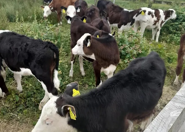 Apartment Ocean View Quilty